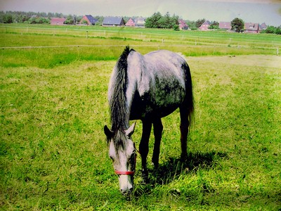 Bild 4 Ferienhaus 12096