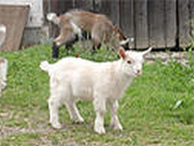 Bild 5 Ferienwohnung 12729