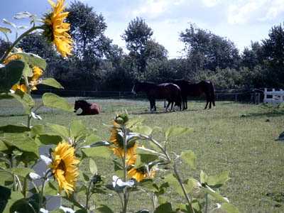 Bild 3 Ferienwohnung 14488